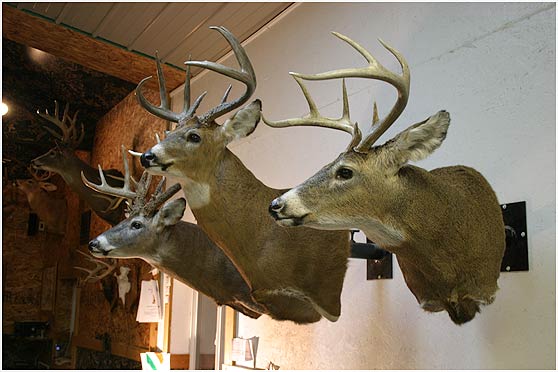 deer taxidermy from Bavery Game Heads Chicago area - Warsaw Illinois