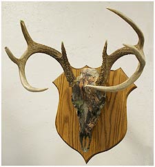 Camo dipped European Mount Chicago Bavery Game Heads