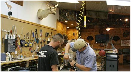 Deer Taxidermy Chicago Illinois Bavery Game Heads