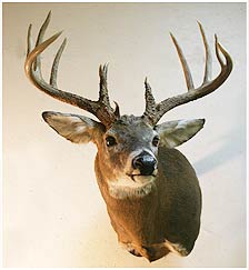 Chicago Illinois area taxidermy deer Bavery Game Heads